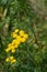 Tansy medicinal herb organic alternative