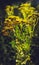 Tansy, medicinal plant, wildflowers,