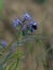 Tansy phacelia flower with bee at the edge of the field.