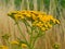 Tansy tanacetum - perennial asteraceae Compositae of herbaceous plants. Collection of medicinal herbs.