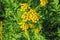 Tansy Tanacetum vulgare