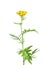 Tansy (Tanacetum vulgare)