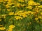 Tansy Or Tanacetum Vulgare In Bloom