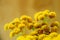 Tansy (Tanacetum vulgare, Common Tansy, Bitter Buttons, Cow Bitter, Mugwort, Golden Buttons)