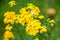 Tansy Tanacetum vulgare, Common Tansy, Bitter Buttons, Cow Bitter, Mugwort, Golden Buttons