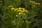 Tansy, Tanacetum vulgare, Common Tansy, Bitter Buttons, Cow Bitter, Mugwort Golden Buttons