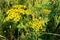 Tansy Tanacetum vulgare, Common Tansy, Bitter Buttons, Cow Bitter, Mugwort Golden Buttons growing on the field