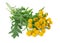 Tansy Tanacetum Vulgare flowers isolated on white background. bunch of tansy flowers