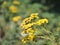 Tansy - Tanacetum Vulgare - Is A Perennial, Herbaceous Flowering Plant Of The Aster Family, Native To Temperate Europe And Asia.