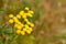 Tansy Tanacetum vulgare is a perennial, herbaceous flowering plant of the aster family, native to temperate Europe and Asia