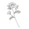 Tansy Vector outline illustration. Hand drawn graphic clipart of immortelle flower. Everlasting bouquet black line art