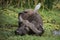 Tanzania, Africa, animal and landscape, buffalo