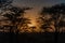 Tanzania, Africa, animal and landscape, lioness