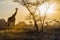 Tanzania, Africa, animal and landscape, lioness