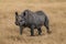 Tanzania, Africa, animal and landscape, rhinoceros