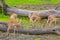 Tanzania. Antelopes impala in Mikumi park