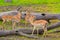 Tanzania. Antelopes impala in Mikumi park