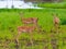 Tanzania. Antelopes impala in Mikumi park