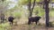 Tanzania. Buffaloes graze in Selous park