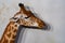 Tanzania giraffe close up portrait isolated on white