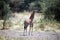 Tanzania giraffe cub