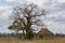 Tanzania. landscape savanna, baobab