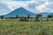 TANZANIA, NATRON LAKE - JAN 2020: Maasai boy shepherd with flock of sheeps and Ol Doinyo Lengai on background