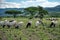 TANZANIA, NATRON LAKE - JAN 2020: Maasai boy shepherd with flock of sheeps and Ol Doinyo Lengai on background