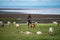 TANZANIA, NATRON LAKE - JAN 2020: Maasai boy shepherd with flock of sheeps and Ol Doinyo Lengai on background