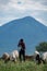 TANZANIA, NATRON LAKE - JAN 2020: Maasai boy shepherd with flock of sheeps and Ol Doinyo Lengai on background