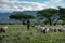 TANZANIA, NATRON LAKE - JAN 2020: Maasai boy shepherd with flock of sheeps and Ol Doinyo Lengai on background