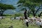 TANZANIA, NATRON LAKE - JAN 2020: Maasai boy shepherd with flock of sheeps and Ol Doinyo Lengai on background