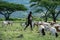 TANZANIA, NATRON LAKE - JAN 2020: Maasai boy shepherd with flock of sheeps and Ol Doinyo Lengai on background