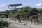 Tanzania, Serengeti, impalas walking on a road in the national park