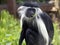 Tanzanian Black-and-White Colobus, Colobus angolensis, has a beautiful white mantle, for which it was often hunted