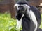 Tanzanian Black-and-White Colobus, Colobus angolensis, has a beautiful white mantle, for which it was often hunted