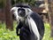 Tanzanian Black-and-White Colobus, Colobus angolensis, has a beautiful white mantle, for which it was often hunted