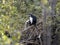 Tanzanian Black-and-White Colobus, Colobus angolensis palliatus, on a tree with a baby