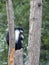 Tanzanian Black-and-White Colobus, Colobus angolensis palliatus, on a tree with a baby