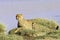 Tanzanian cheetah in the Serengeti