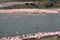 Tanzanian Flamingos