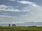 Tanzanian landscape with Grant`s Zebra in the Ngorongoro Crater Conservation Area, Tanzania, East Africa. Beauty in wild nature