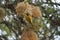 Tanzanian masked weaver Ploceus, reichardi Tanganyika Ploceidae nest building