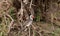 Tanzanian Red-billed hornbill