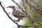 Tanzanian Red-billed Hornbill on a tree