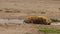 Tanzanian Spotted Hyena in Ngorongoro