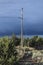 Taos, New Mexico - A solo bird, crow perched on top of pole