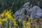 Taos Ski Valley fills with yellow Aspen trees in autumn