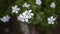 Tapa dara flower plant (Catharanthus roseus) is white, grows on the edge of a ditch, in the village of Belo Laut in the afternoon