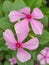 Tapak dara or Catharanthus roseus flower pink colored close up view